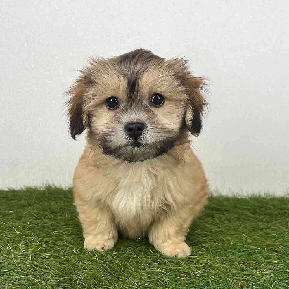 Image of a pet breed in the gallery