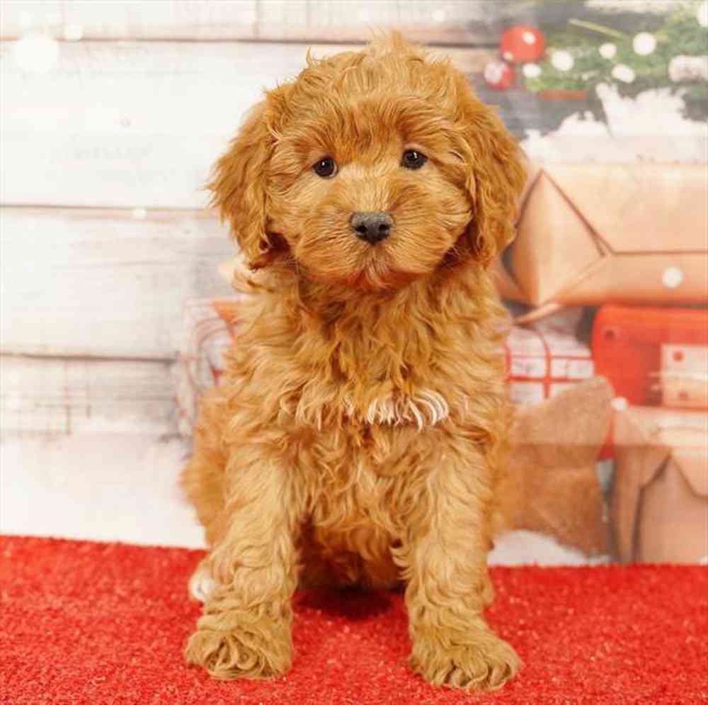 Image of a pet breed in the gallery