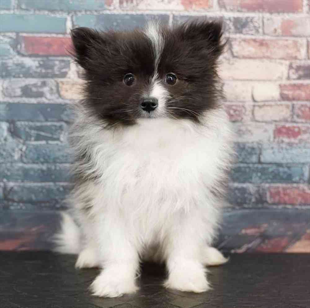 Image of a pet breed in the gallery