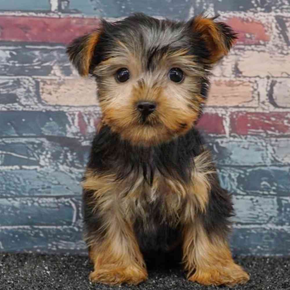 pet breed image