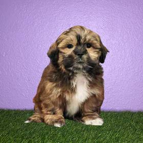 Lhasa Apso