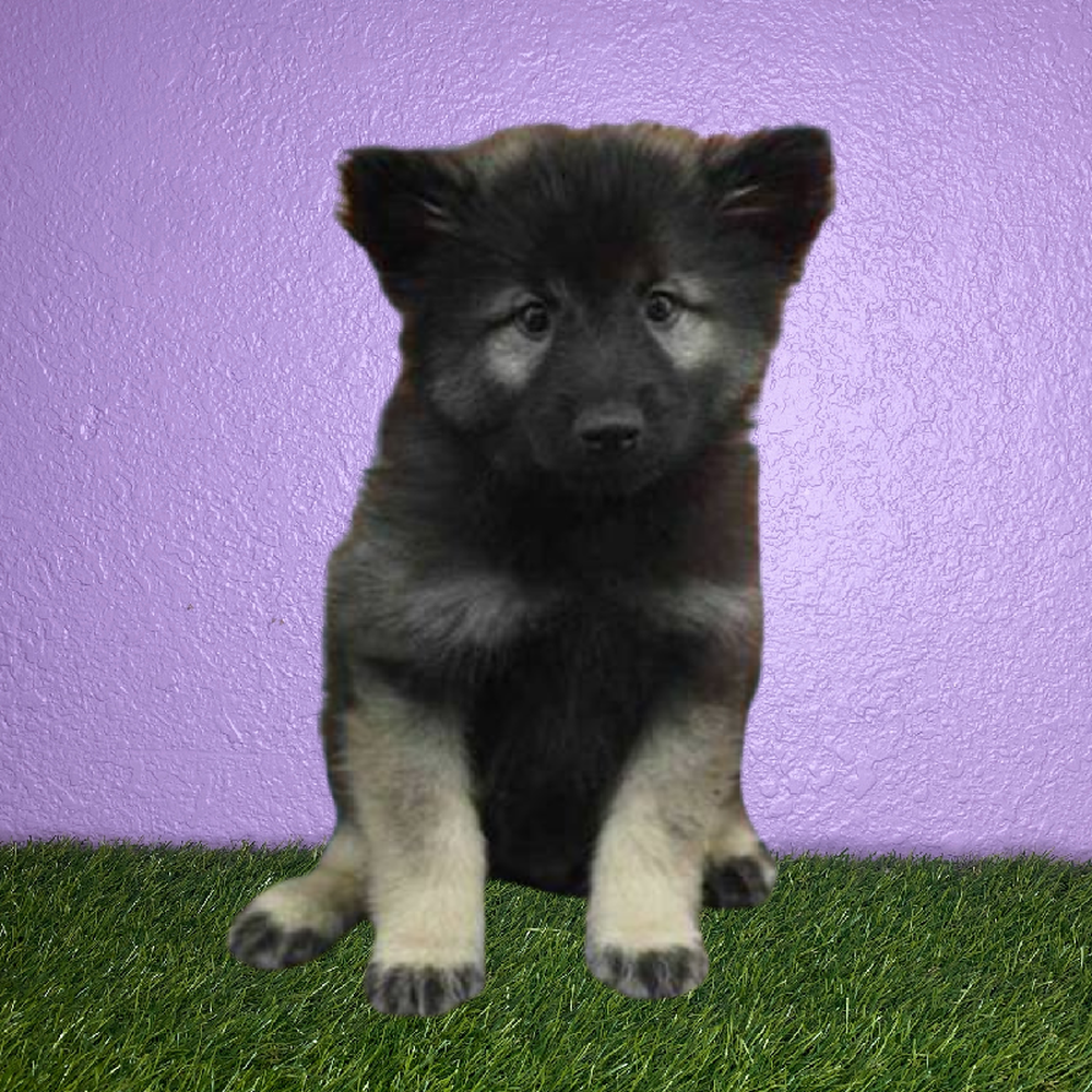 Male Keeshond Puppy for Sale in Pasadena, TX