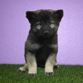 Keeshond