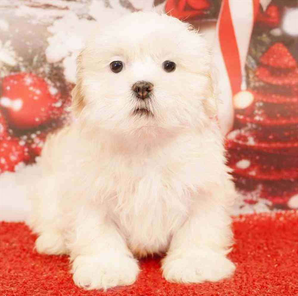 Image of a pet breed in the gallery