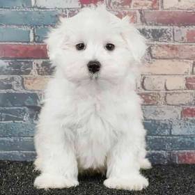 Maltese