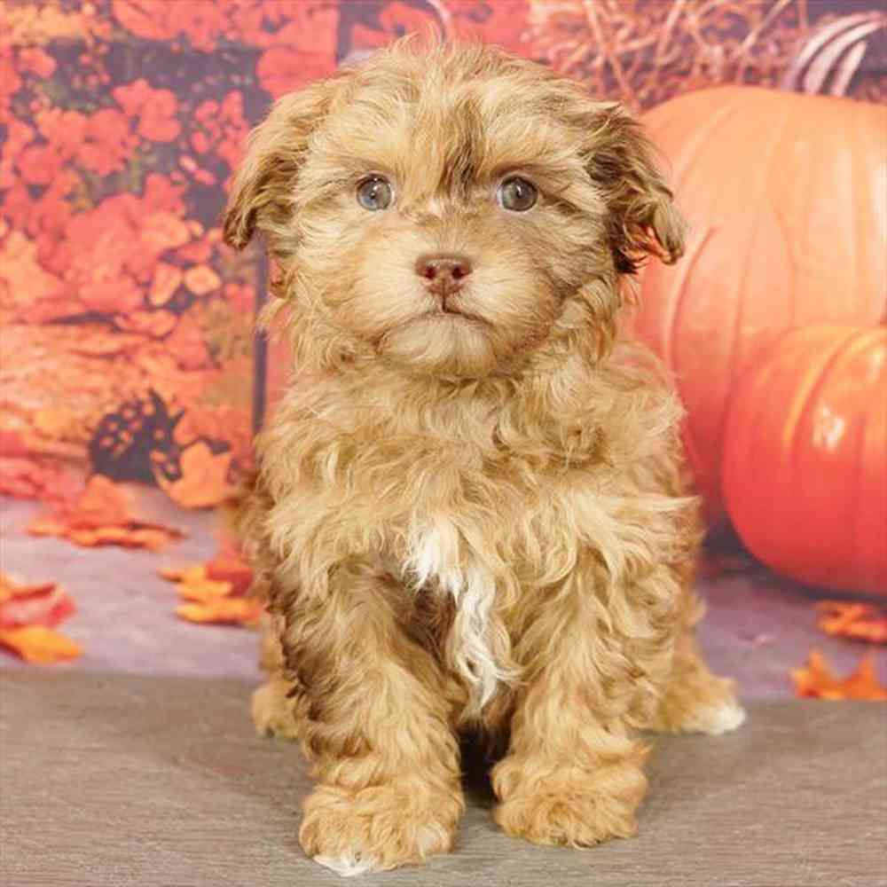 Image of a pet breed in the gallery