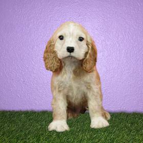 Cocker Spaniel