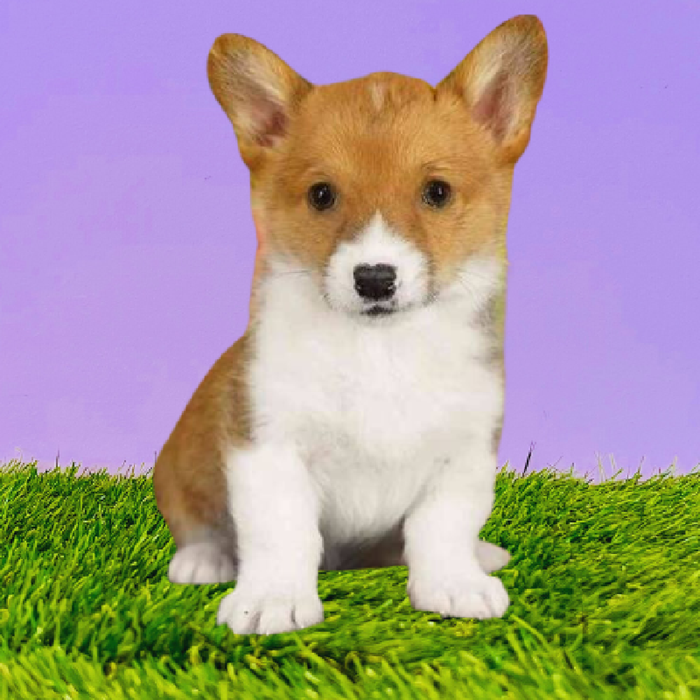 Female Pembroke Welsh Corgi Puppy for Sale in Marietta, GA