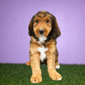 Bernedoodle