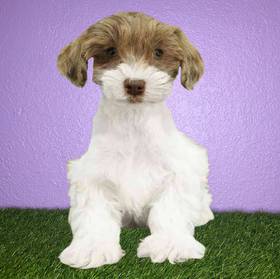 Mini Schnauzer