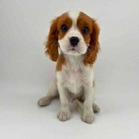 Cavalier King Charles Spaniel