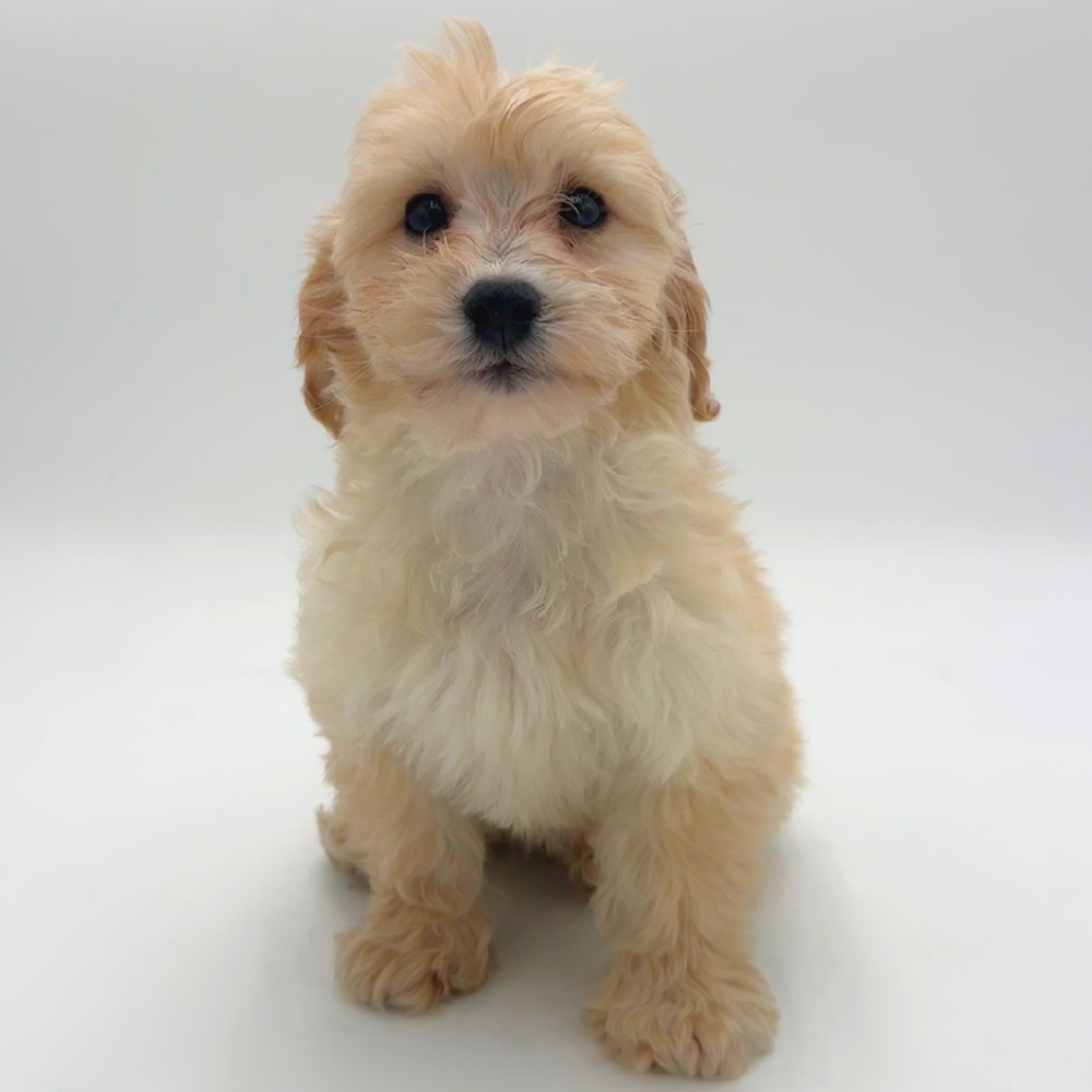 Image of a pet breed in the gallery