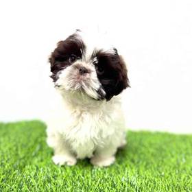 Shih Tzu