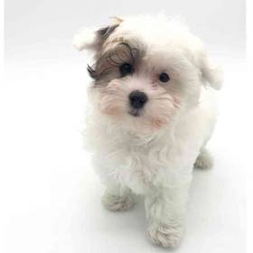 Maltipoo