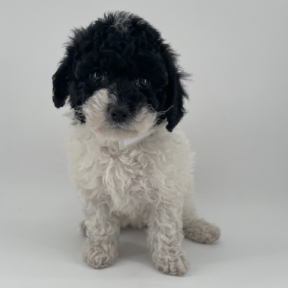 pet breed image