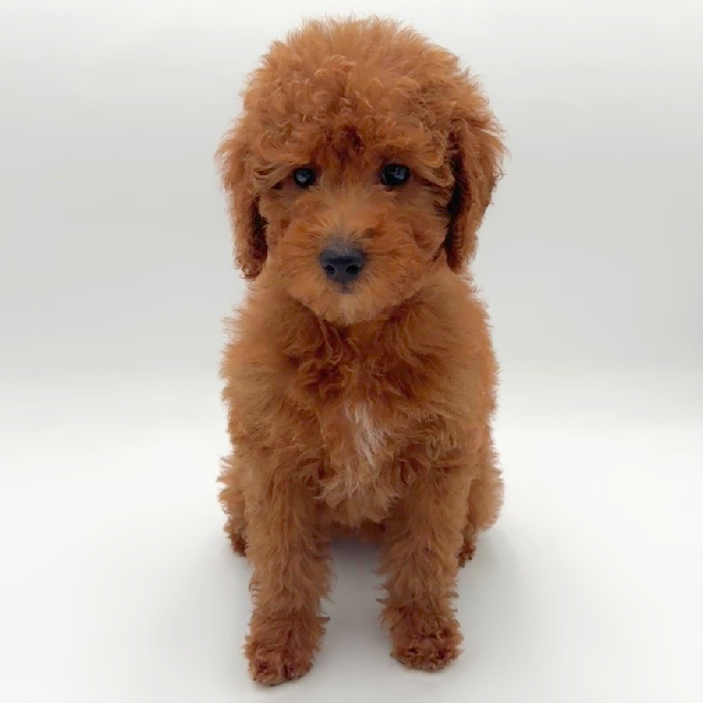 Image of a pet breed in the gallery