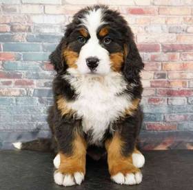 Bernese Mountain Dog