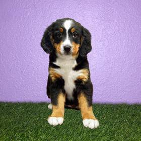 Bernese Mountain Dog