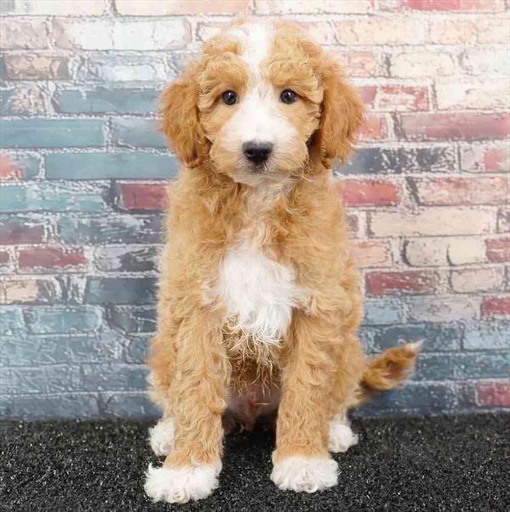 Image of a pet breed in the gallery