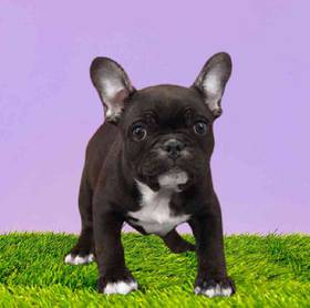 French Bulldog