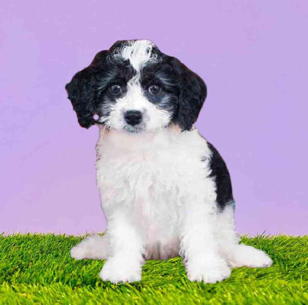 carousel pet images