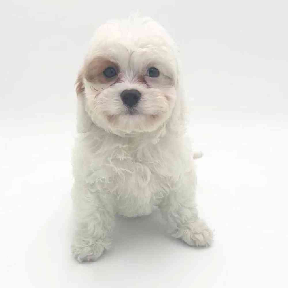 Image of a pet breed in the gallery