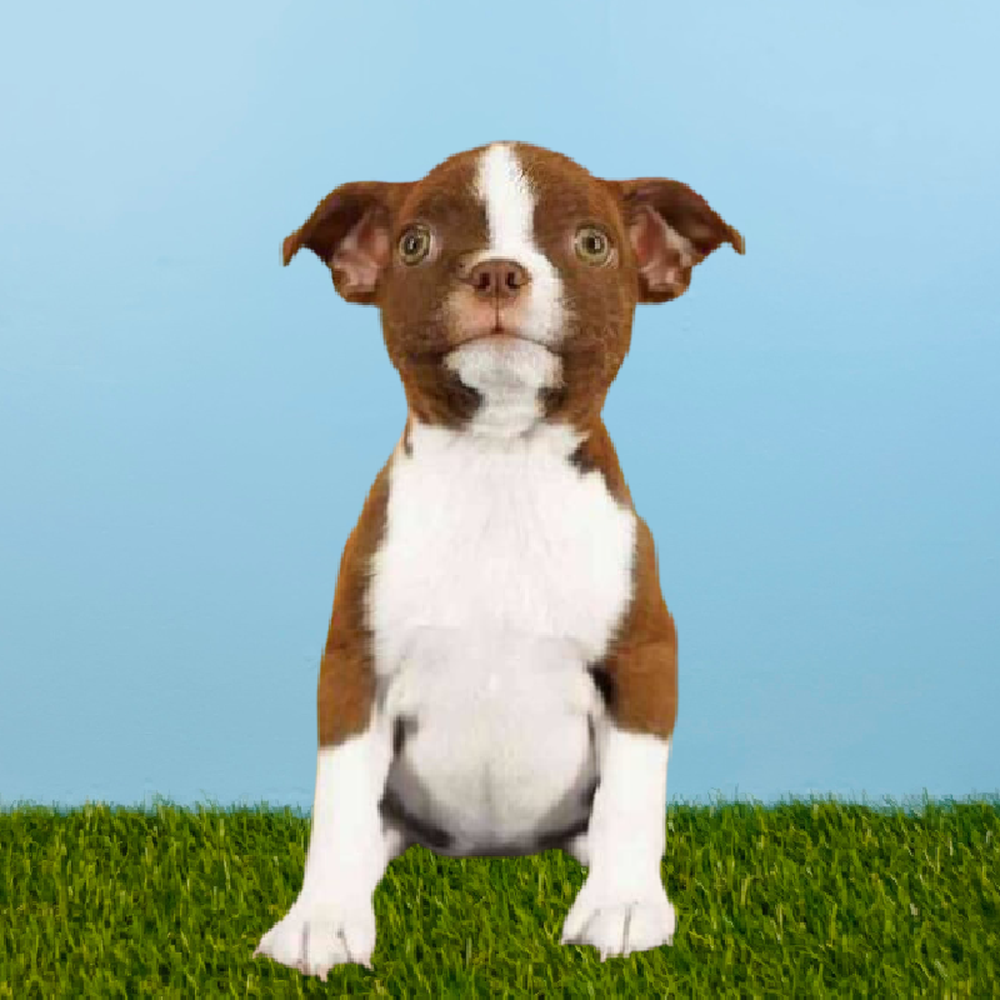 Female Boston Terrier Puppy for Sale in Pasadena, TX