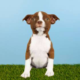 Boston Terrier