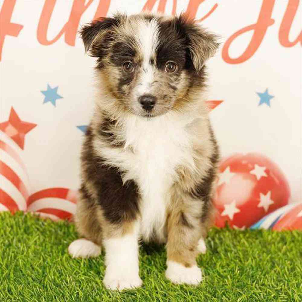 Image of a pet breed in the gallery