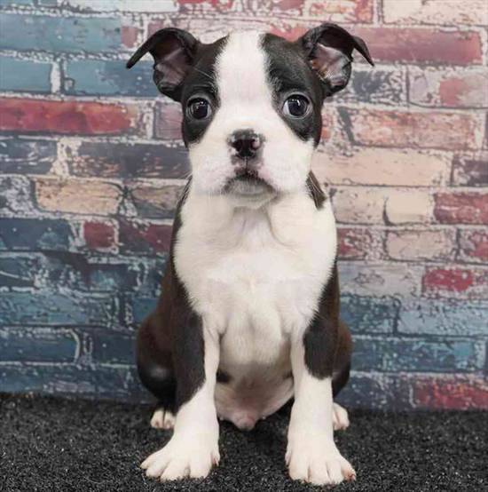 Boston Terrier