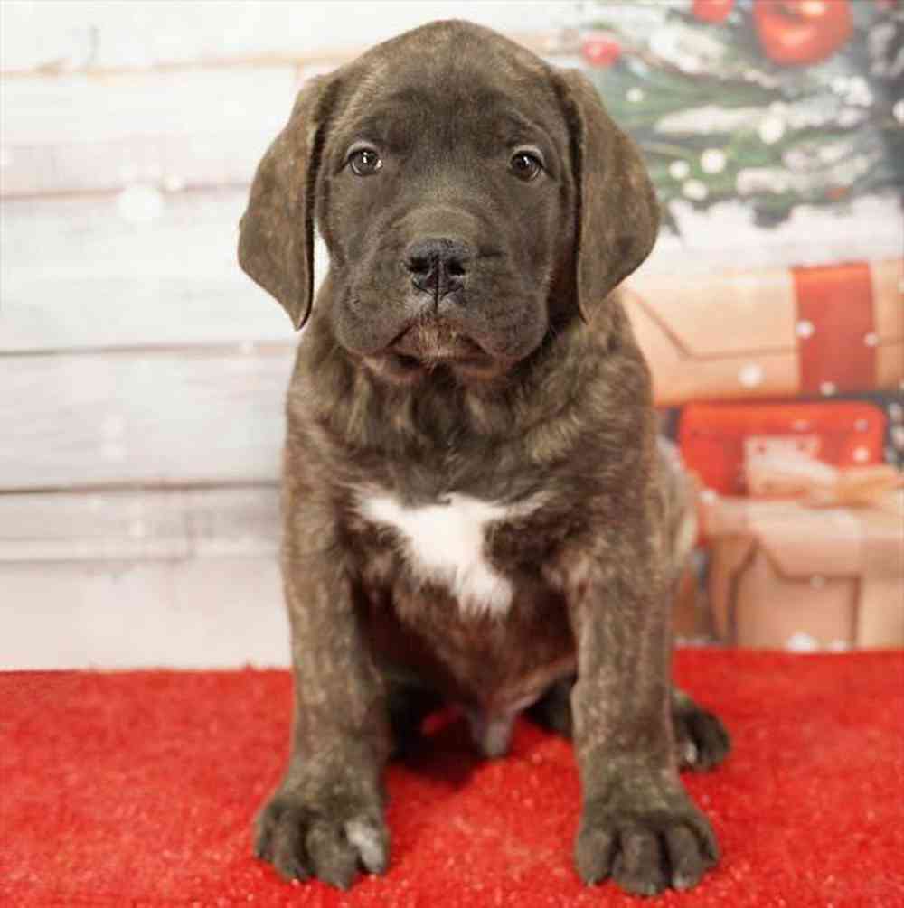 Image of a pet breed in the gallery