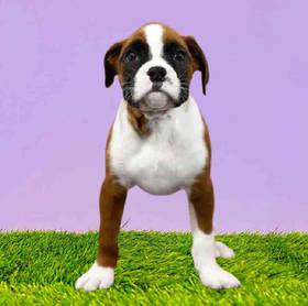 Boxer