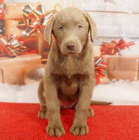 Labrador Retriever