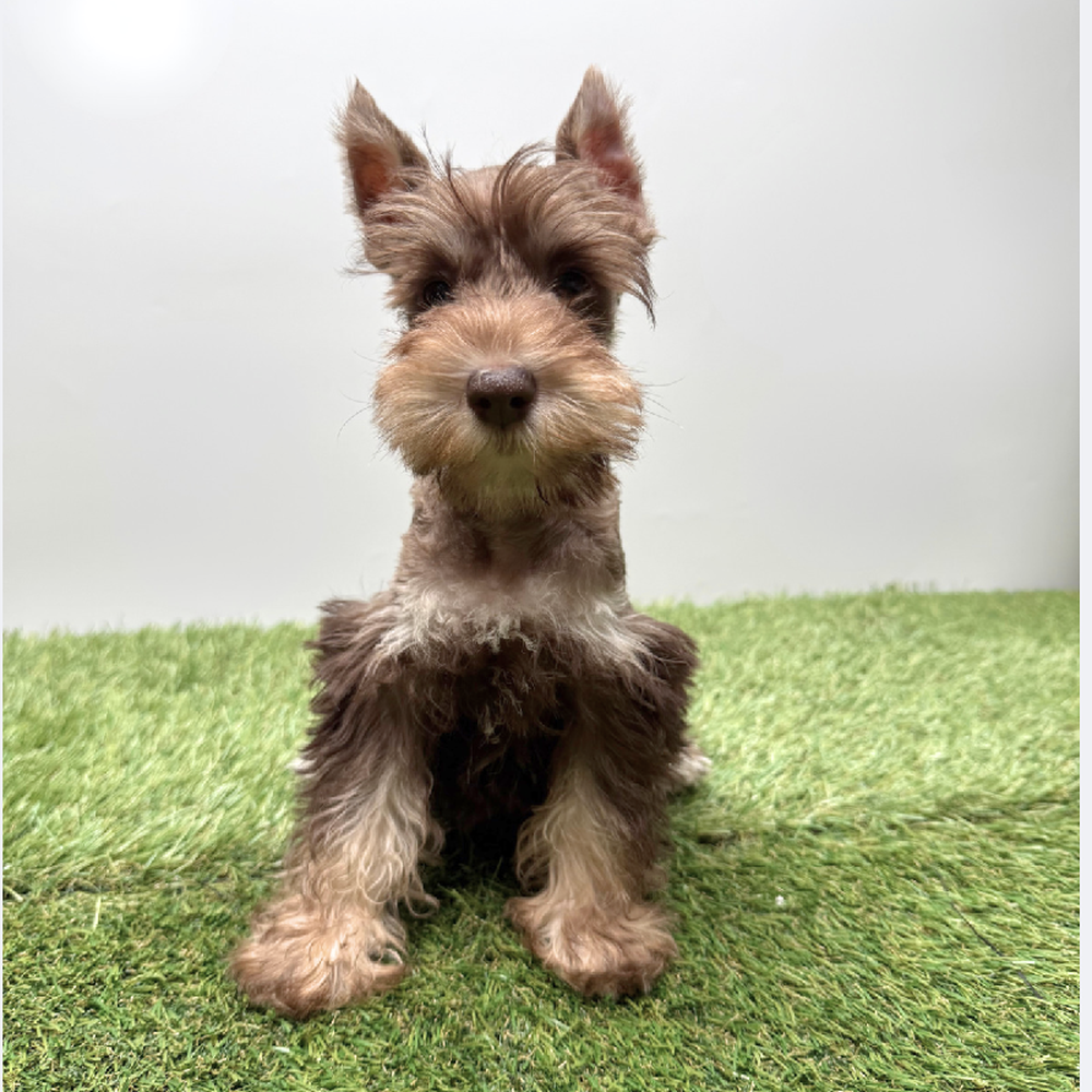 pet breed image