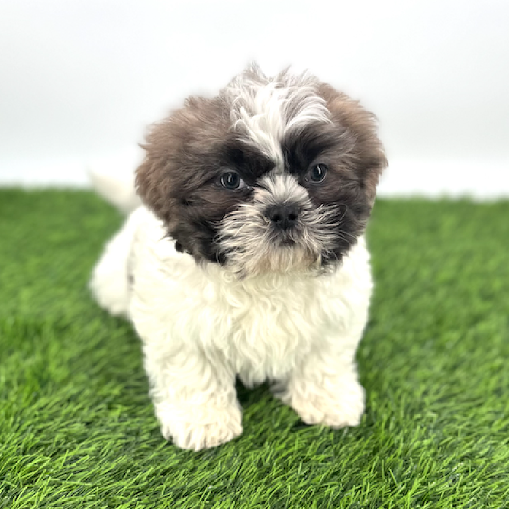 Image of a pet breed in the gallery