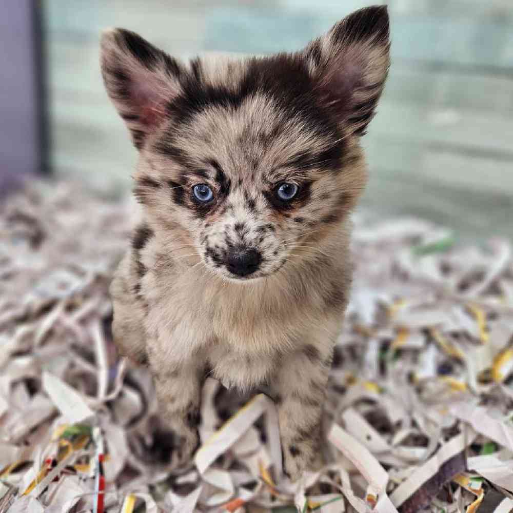 carousel pet images