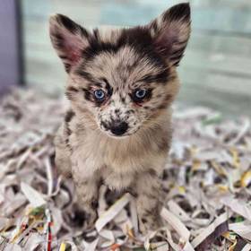 Pomsky