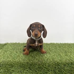 Dachshund