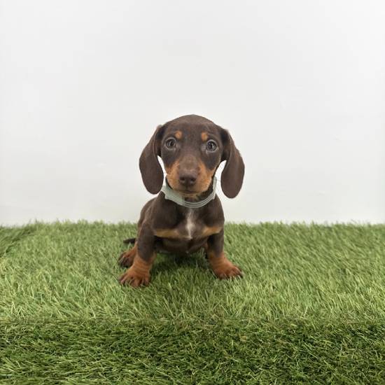 Dachshund