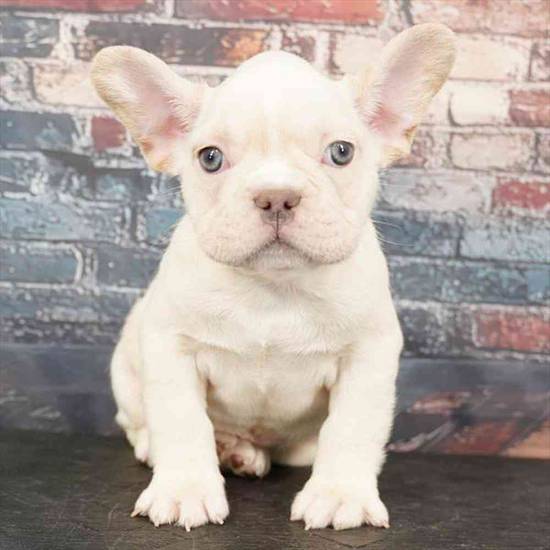 French Bulldog