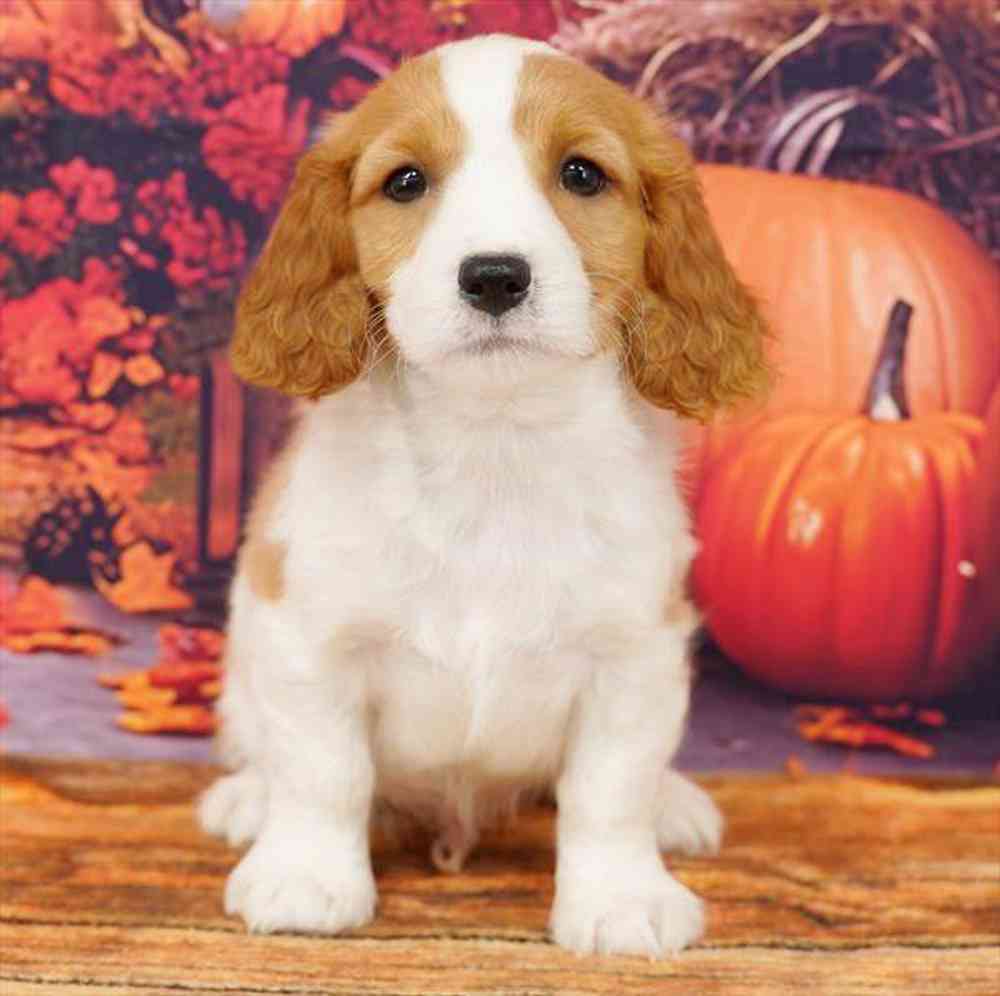 Image of a pet breed in the gallery