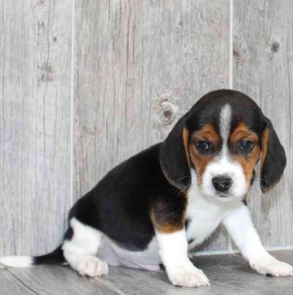 Image of a pet breed in the gallery