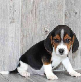 Beagle