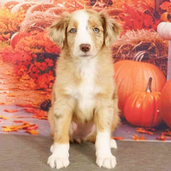 Mini Australian Shepherd