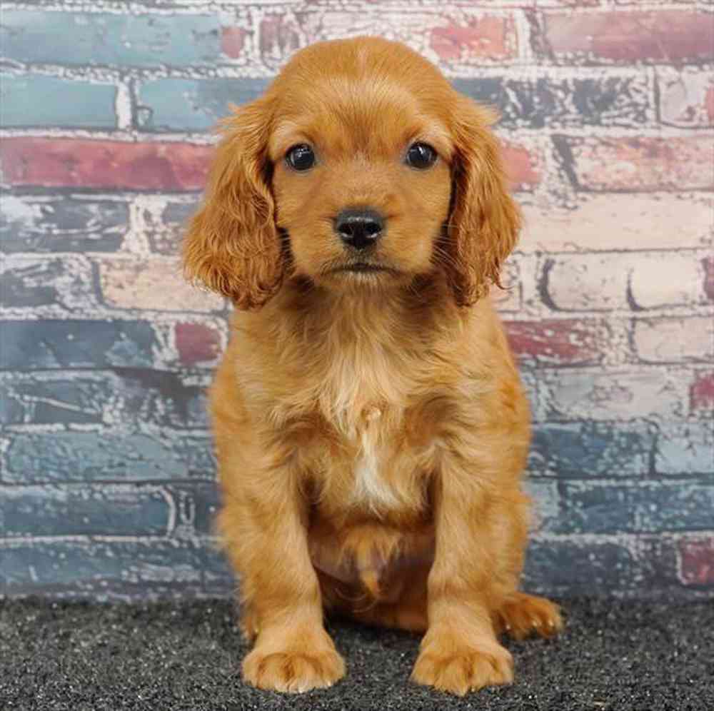 Image of a pet breed in the gallery