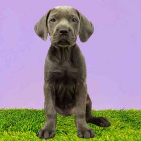 Cane Corso