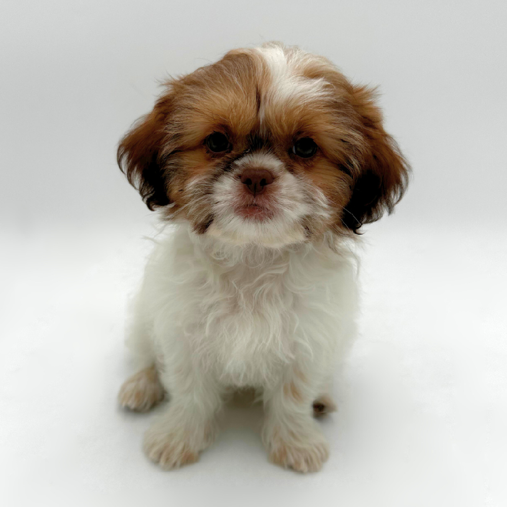 Image of a pet breed in the gallery