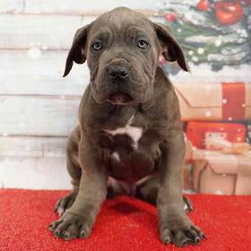 Cane Corso