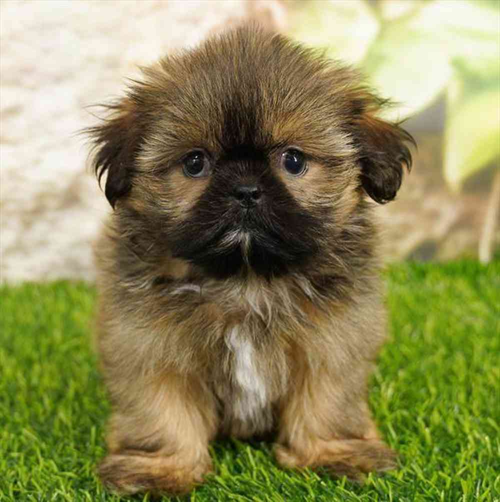 Image of a pet breed in the gallery