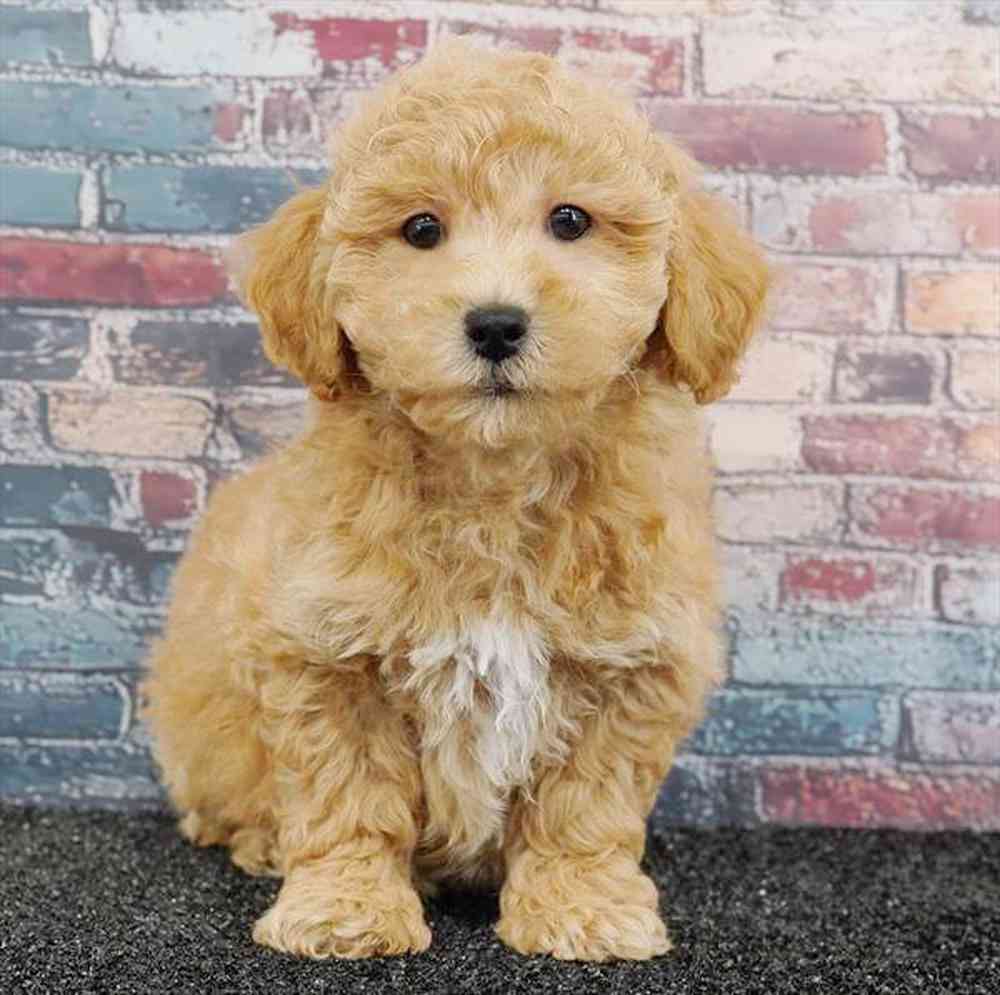 pet breed image
